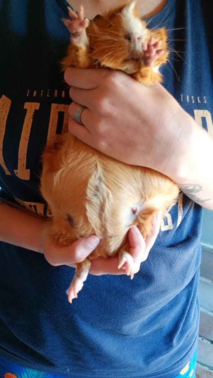 Porquinha da India Abssinio prenha - Foto 2