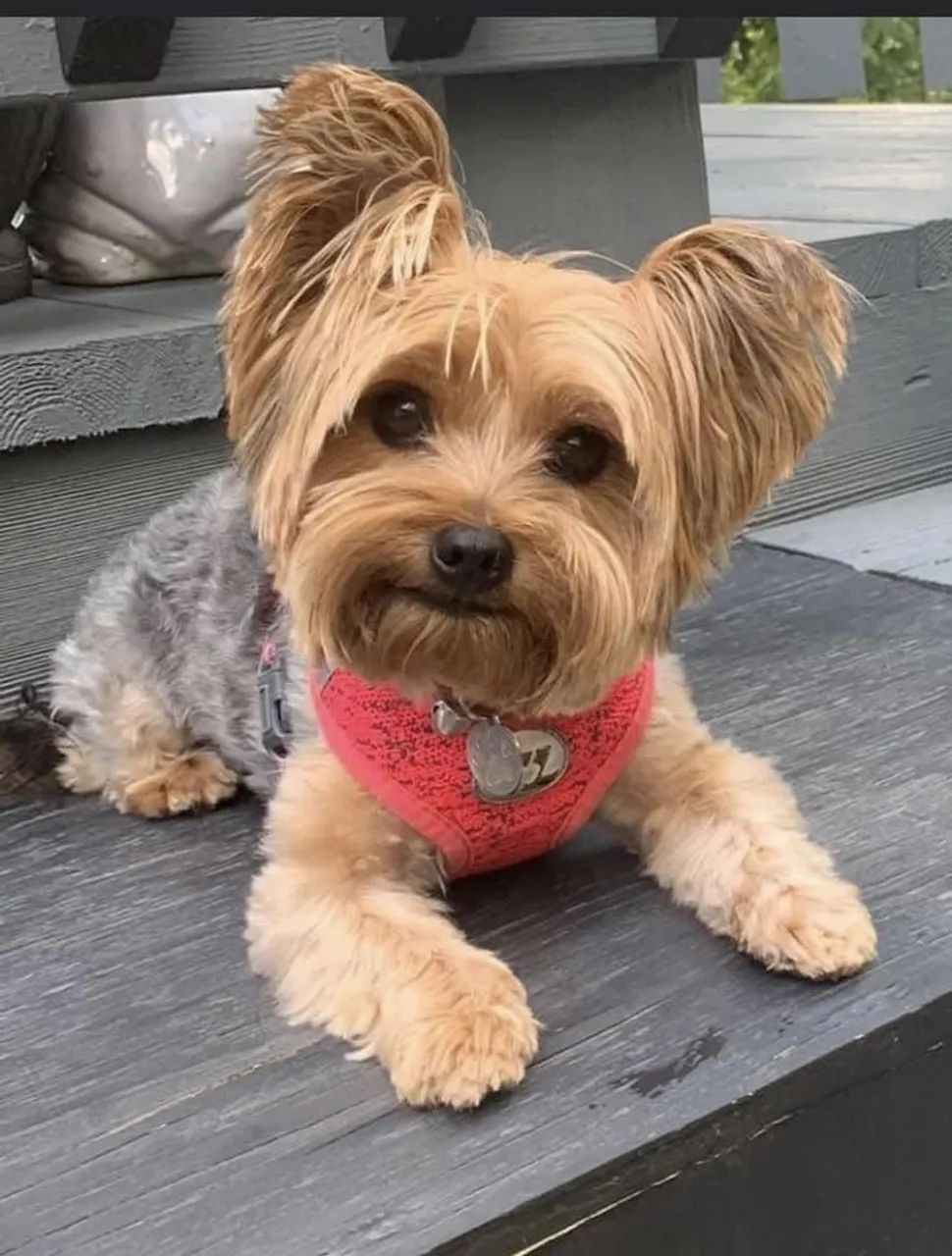 Filhote Yorkshire Terrier Charmoso e Amigável