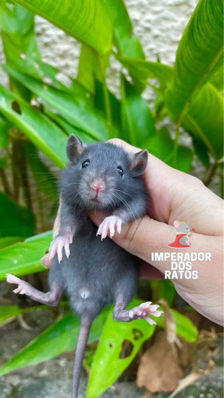 Ratinho de Laboratório  - Foto 4