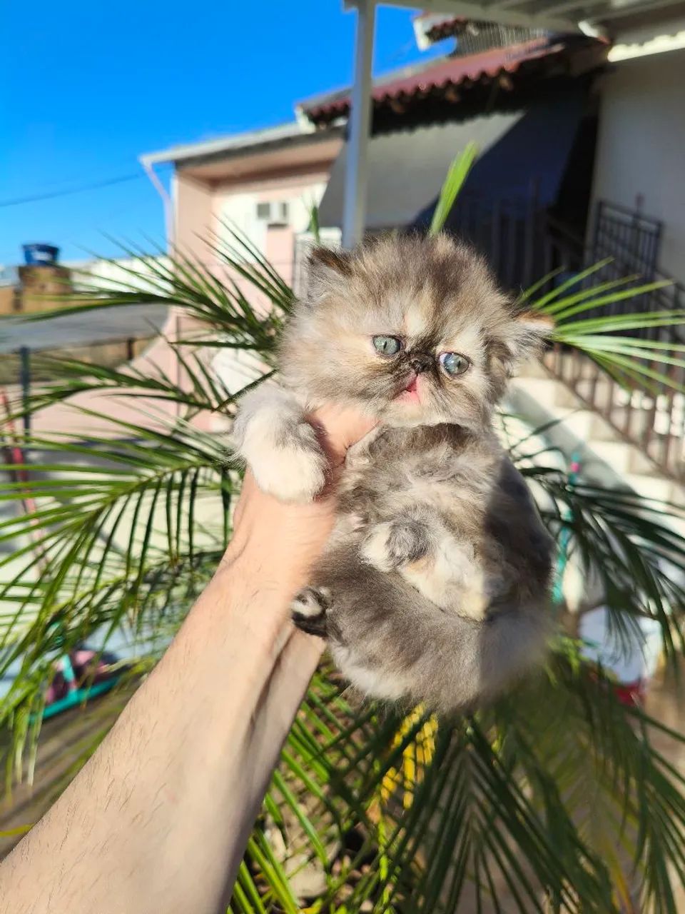 PERSA TopShow - Filhote FÊMEA - Foto 3