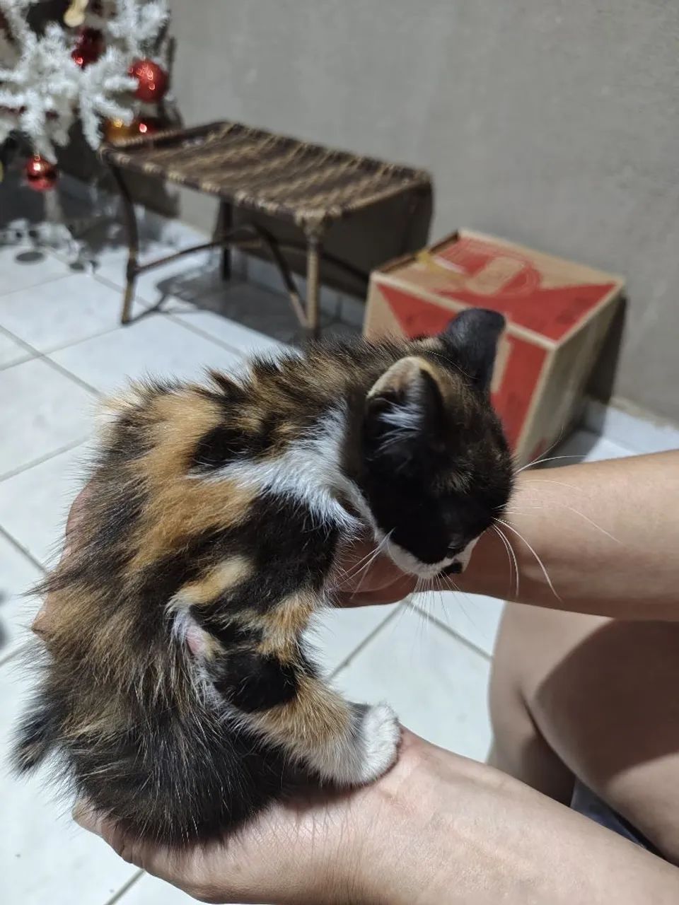 Doação de gatinha ? - Foto 3