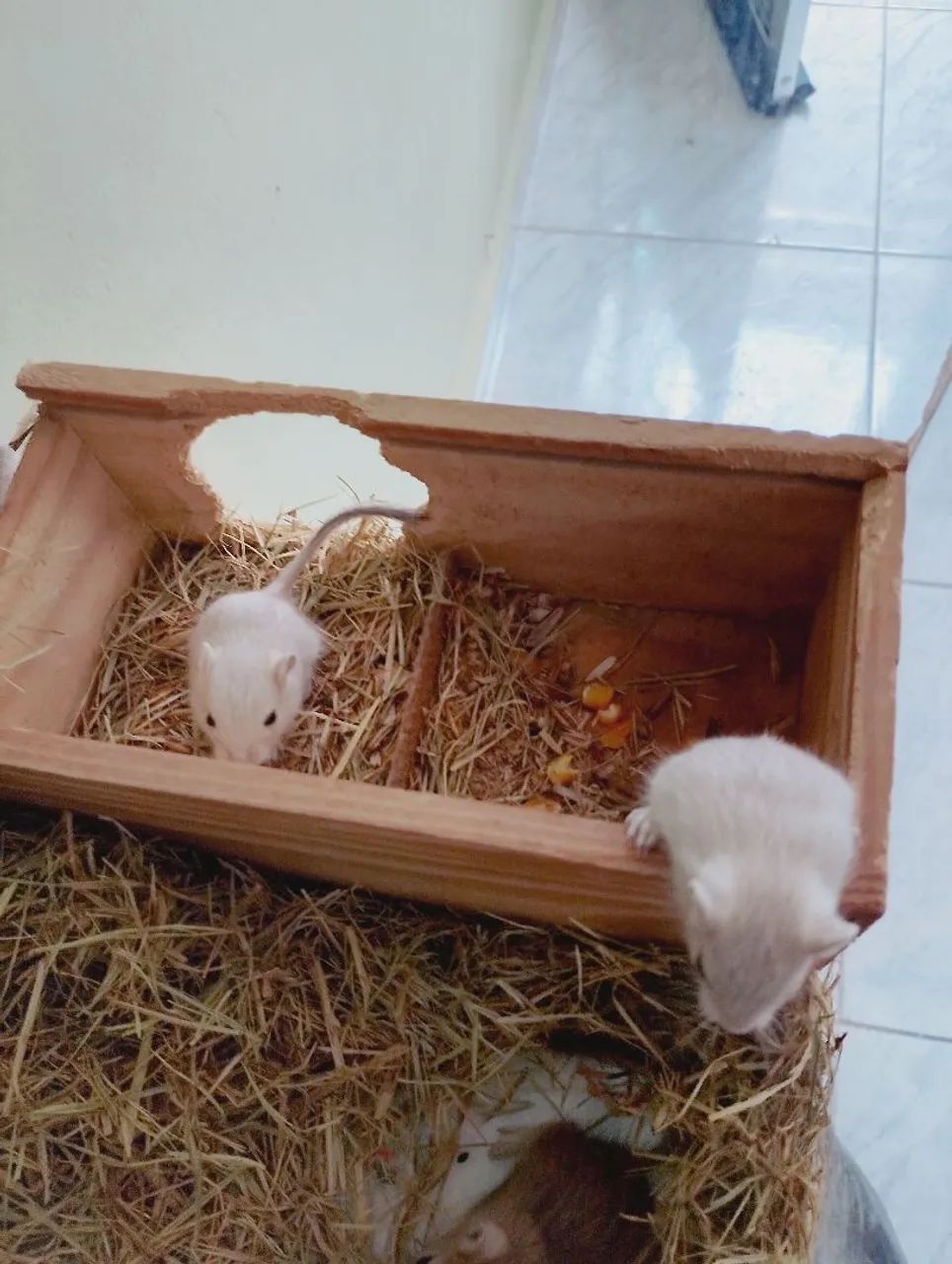 Esquilos da Mongólia, gerbil 64639700502915122