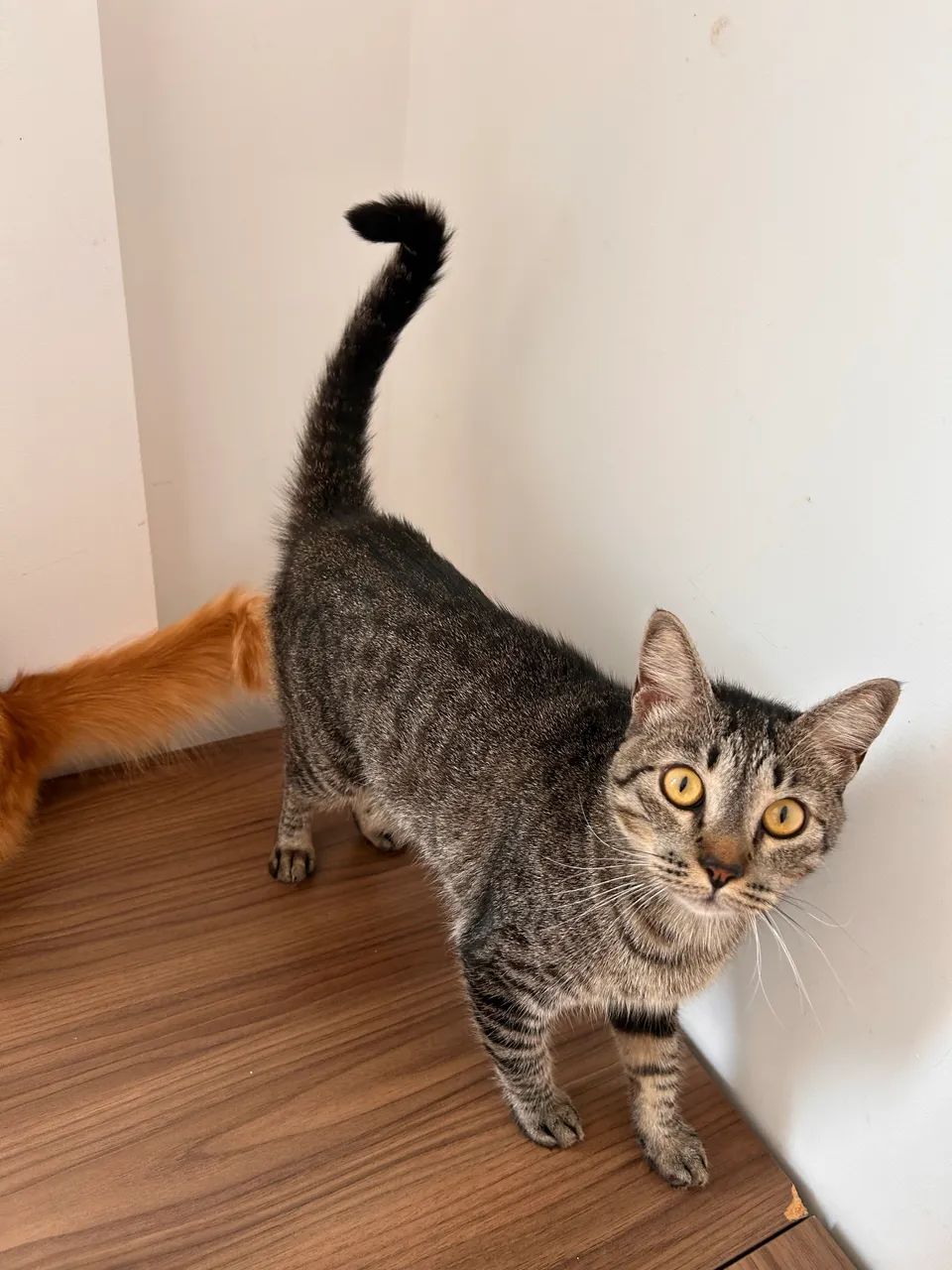 Adoção responsável gato macho castrado - Foto 2