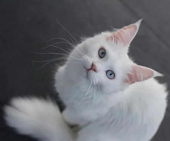 Gato Dócil de Angorá 