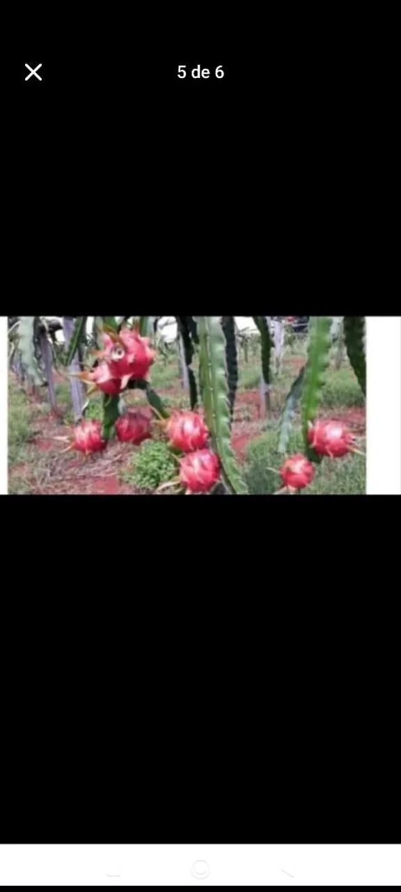 Mudas de pitaya.. - Foto 5