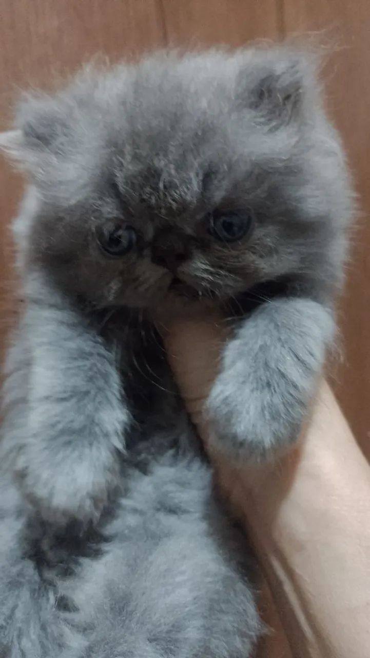 vendas 65126370388867120