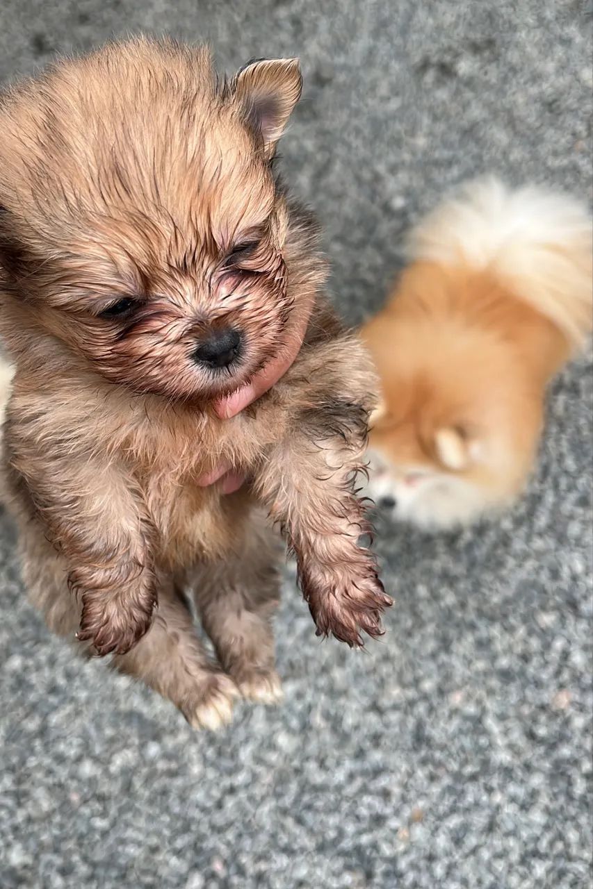 Cachorro - Foto 2