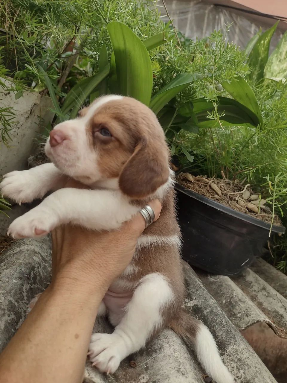 Beagle com pedigree CBKC  - Foto 2