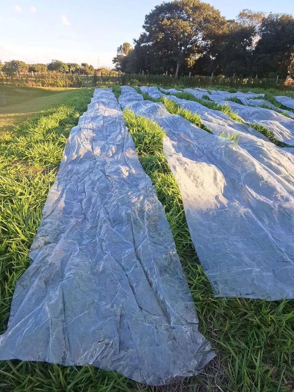 Plastico para estufa