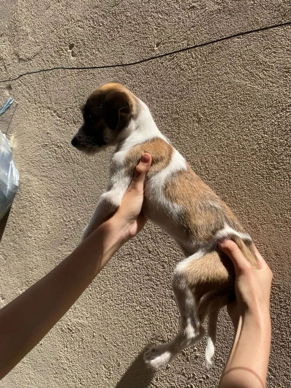 Cachorro Filhote - Foto 2