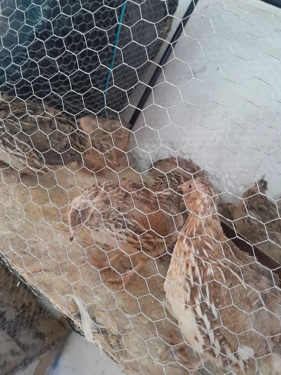 Codorna japonesa - Foto 2