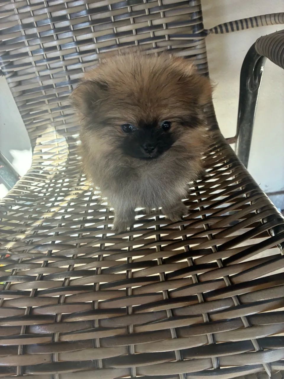 Lulu da pomeranea 
