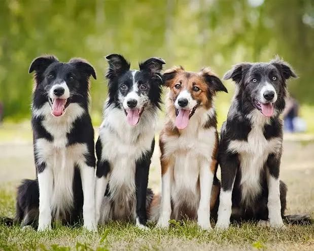 VENDO BORDER COLLIE  - Foto 2