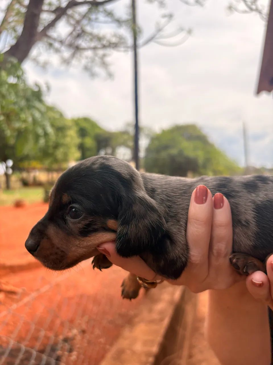 Vende-se salsicha mofado!  - Foto 3