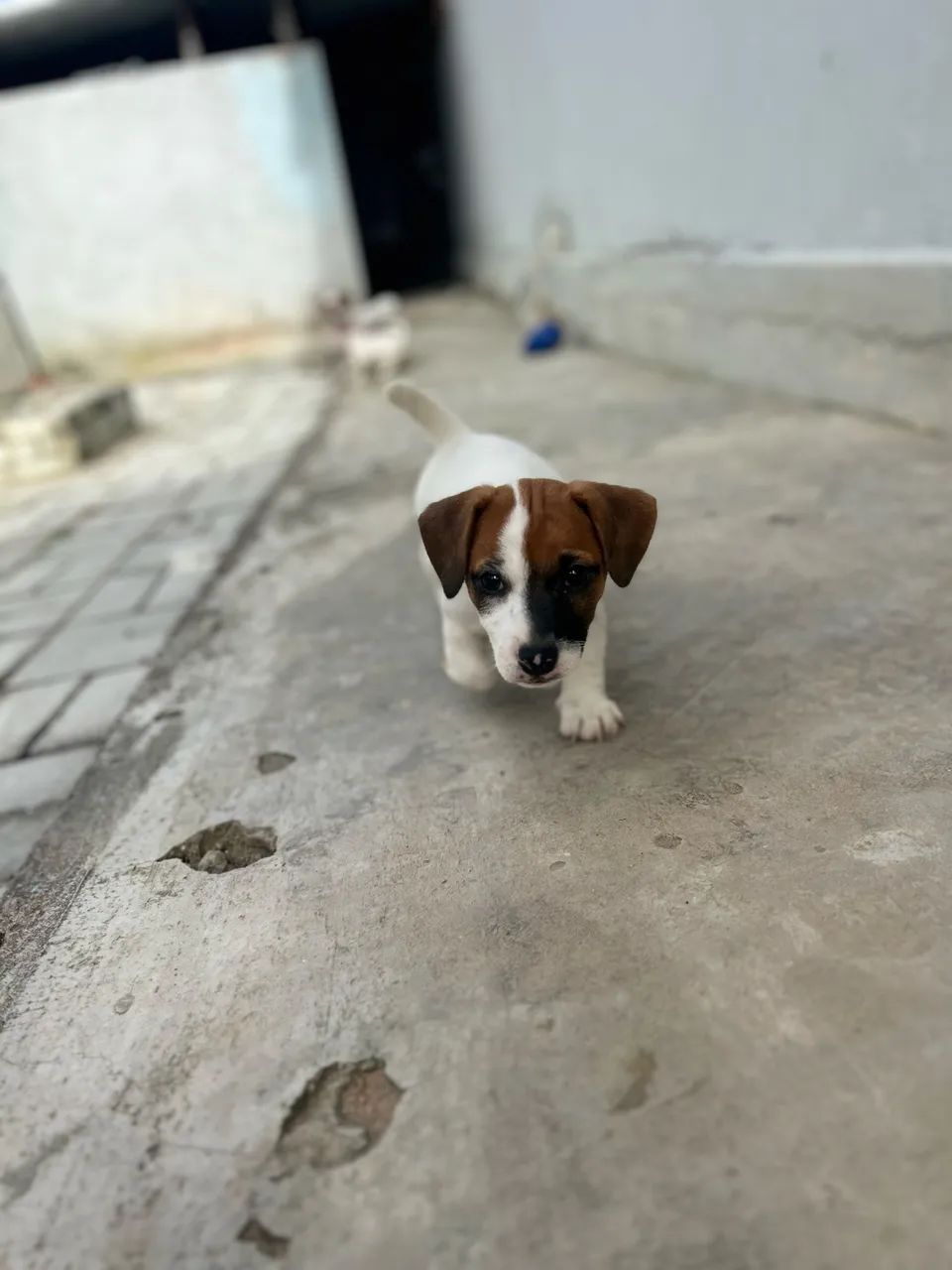 Jack Russel - Foto 4
