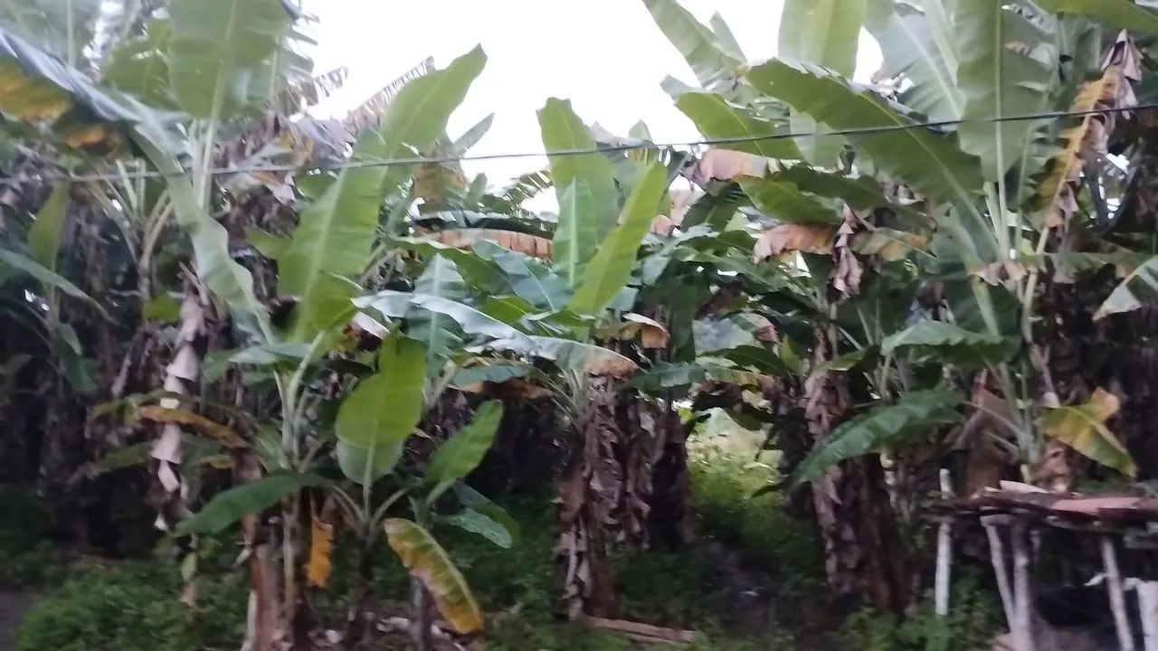 Sitio em Alagoa Nova  - Foto 3