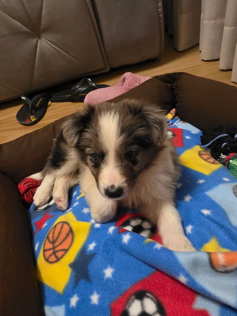 Filhote de boder collie  - Foto 2