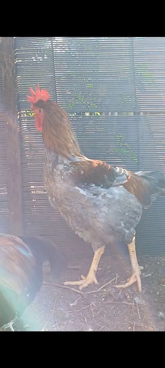 Frangos balão não entrego retirar no local - Foto 5