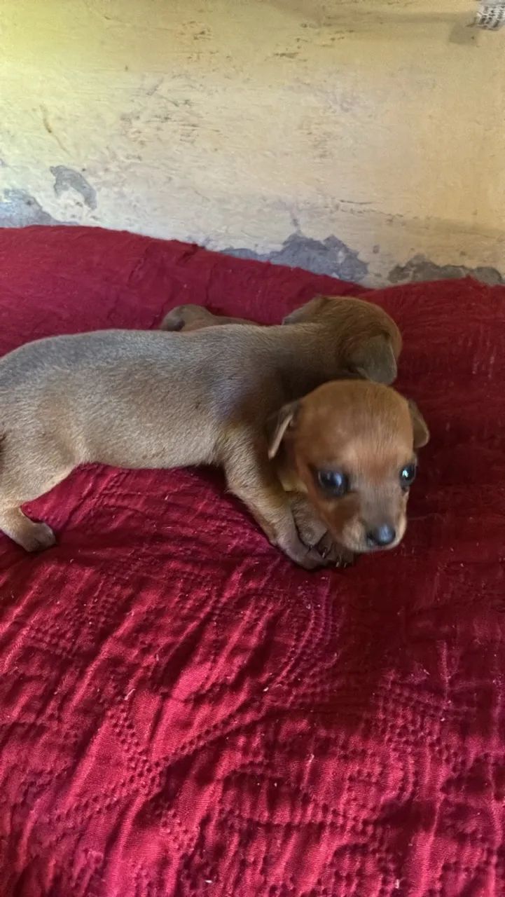 Pinscher  macho - Foto 4