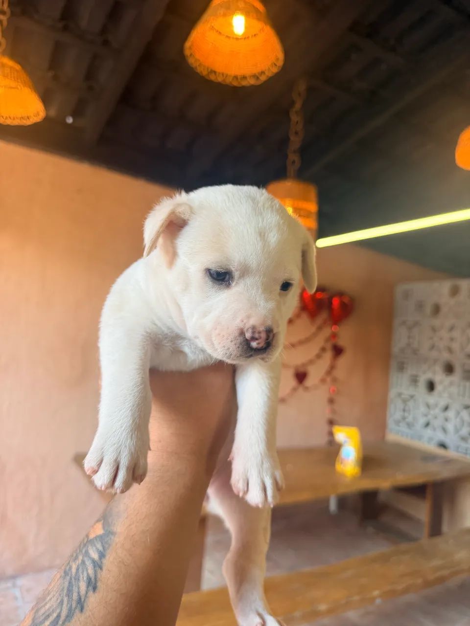 Filhote Chow Chow com Pitbull - Foto 4