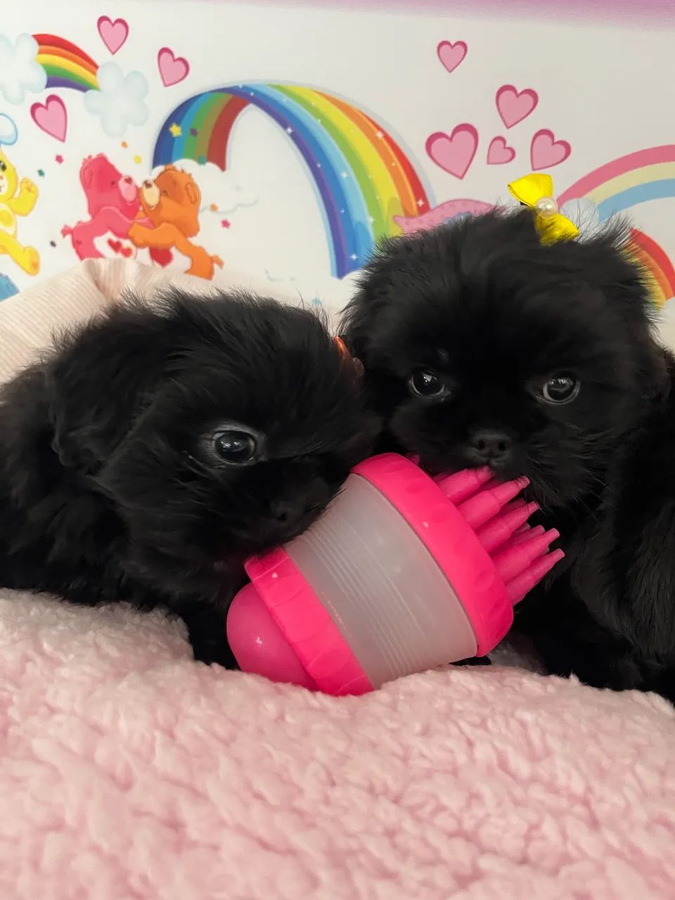 Shithzu com pedigree - Foto 6