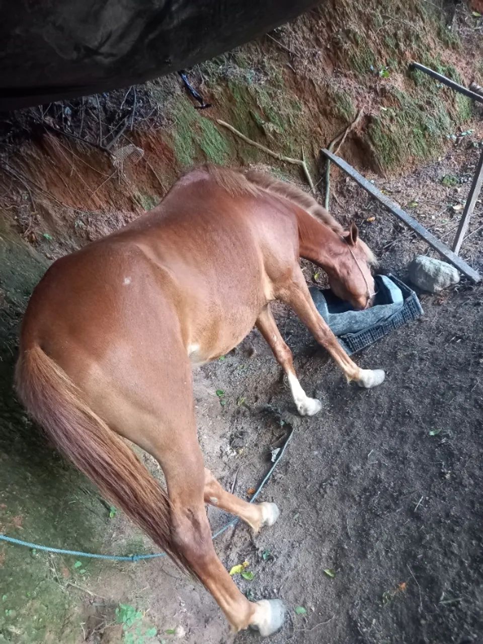 Cavalo - Foto 2
