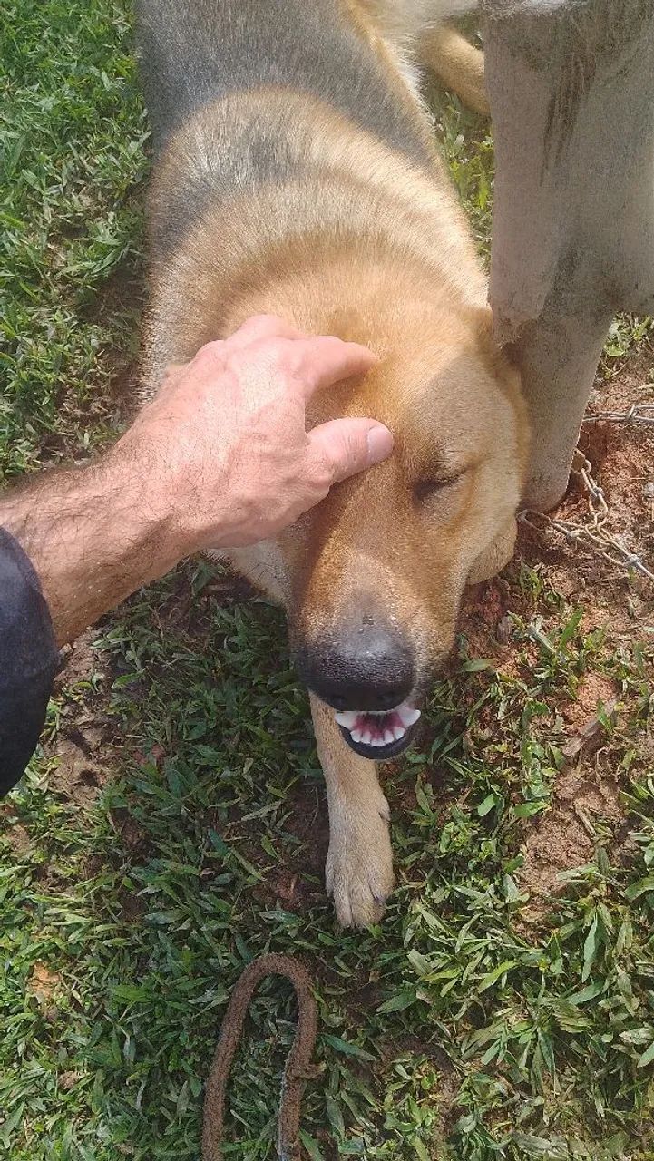Doando cachorro pastor alemão 