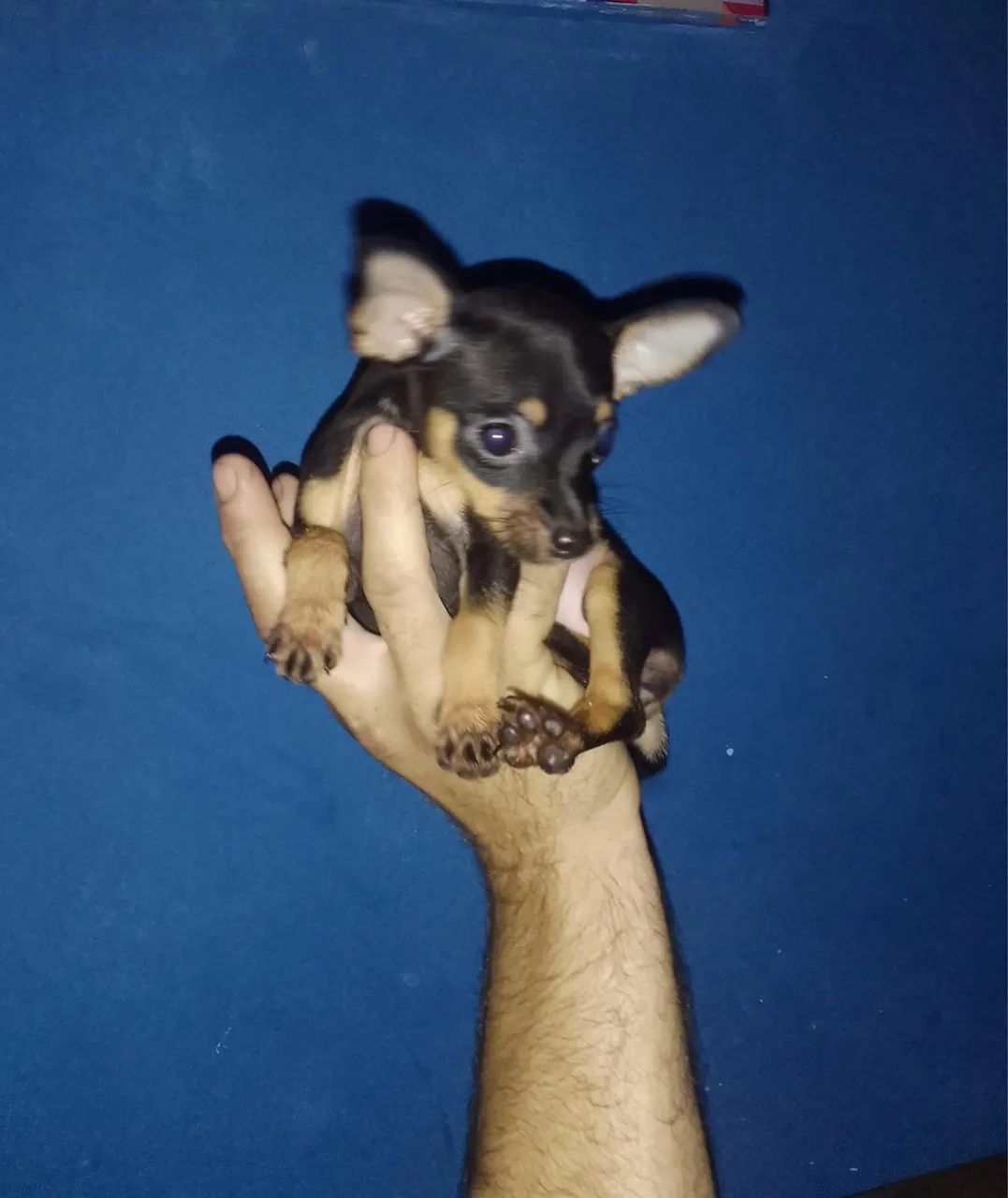 Pinscher lindos filhote zero macho e fêmea 