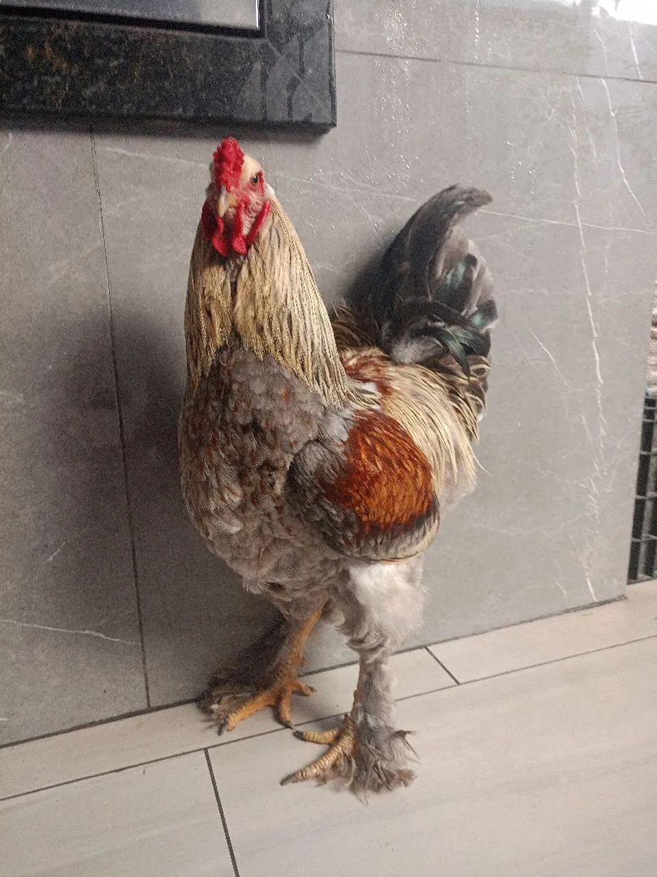 Galos Brahma  - Foto 3