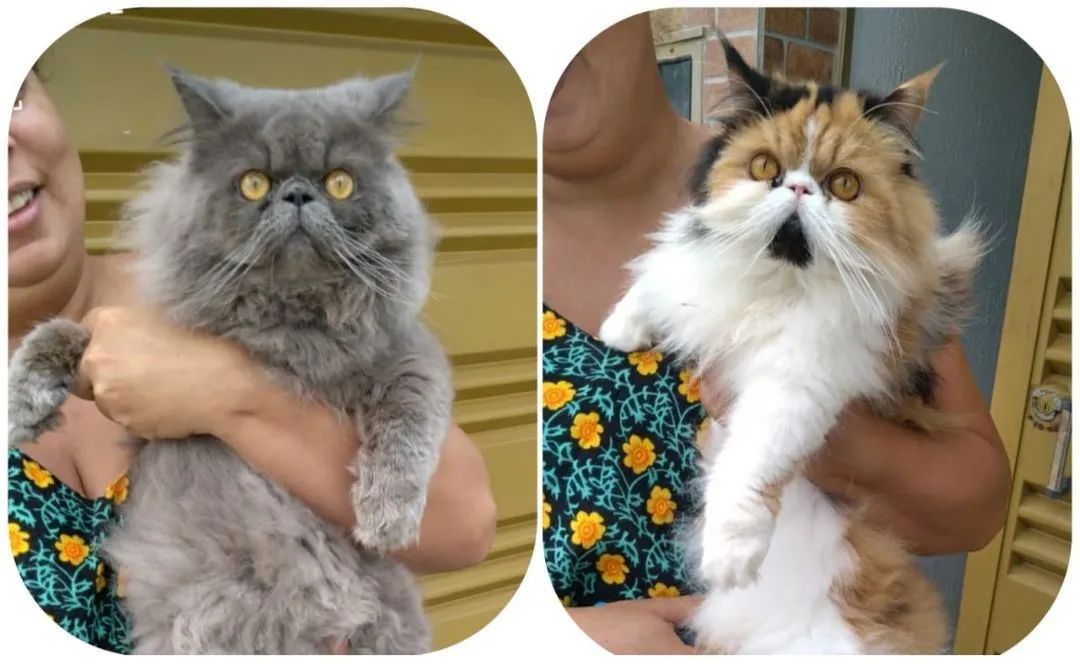 Filhote de gato persa show 