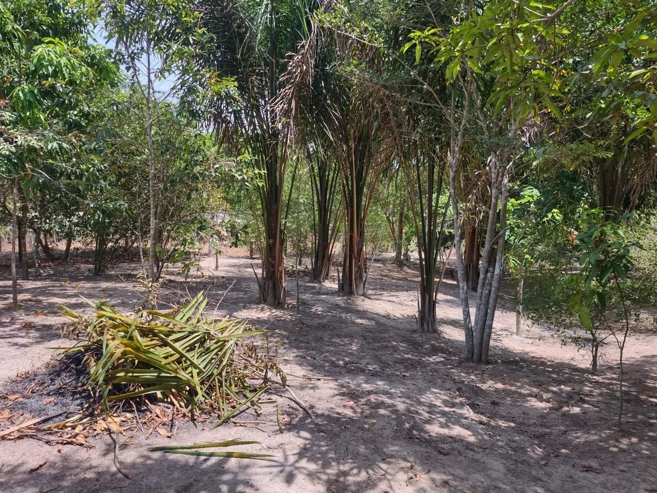 Sítio a venda - Vila Novo Planalto - Foto 3