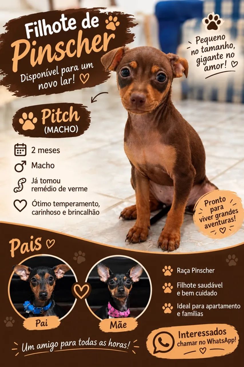 PINSCHER À VENDA!