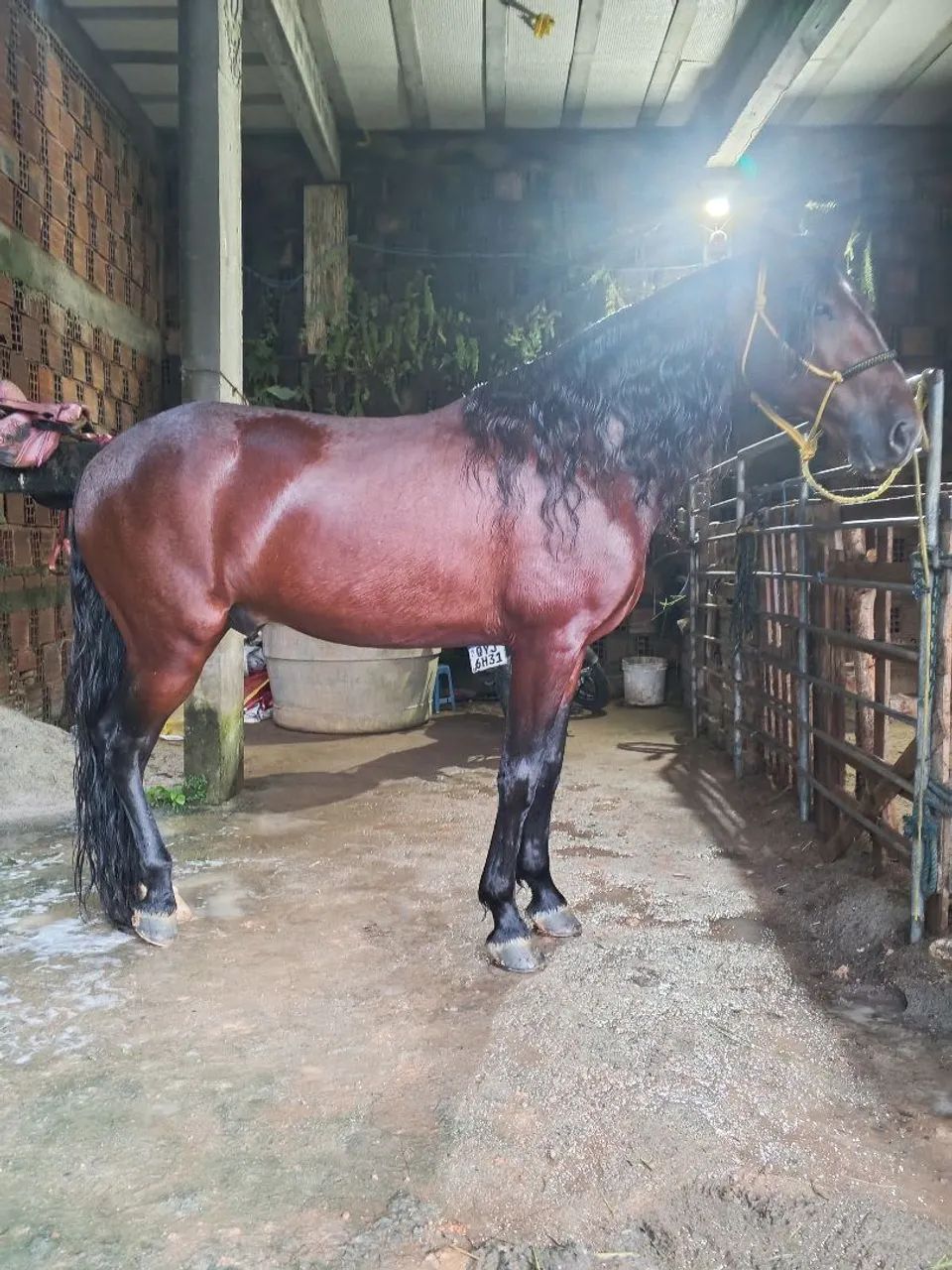 Cavalo  - Foto 2