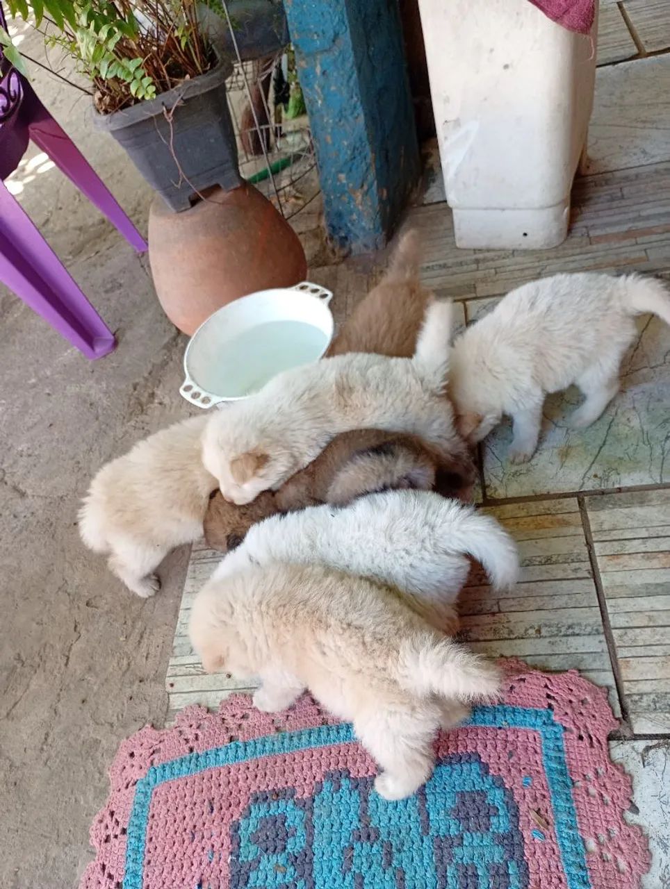 Filhote de Spitz indiano e Chow Chow  - Foto 2
