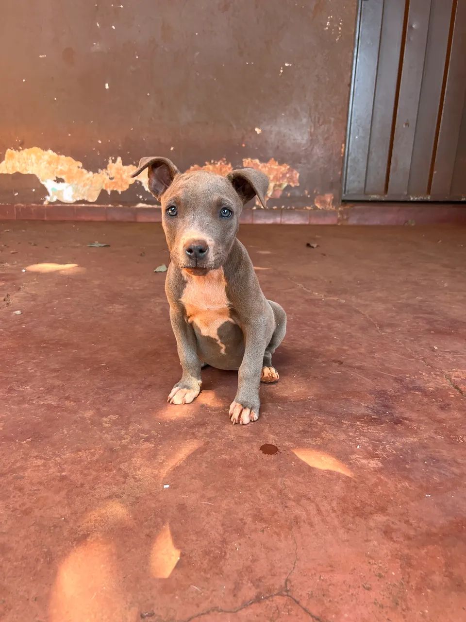 Pitbull  - Foto 4