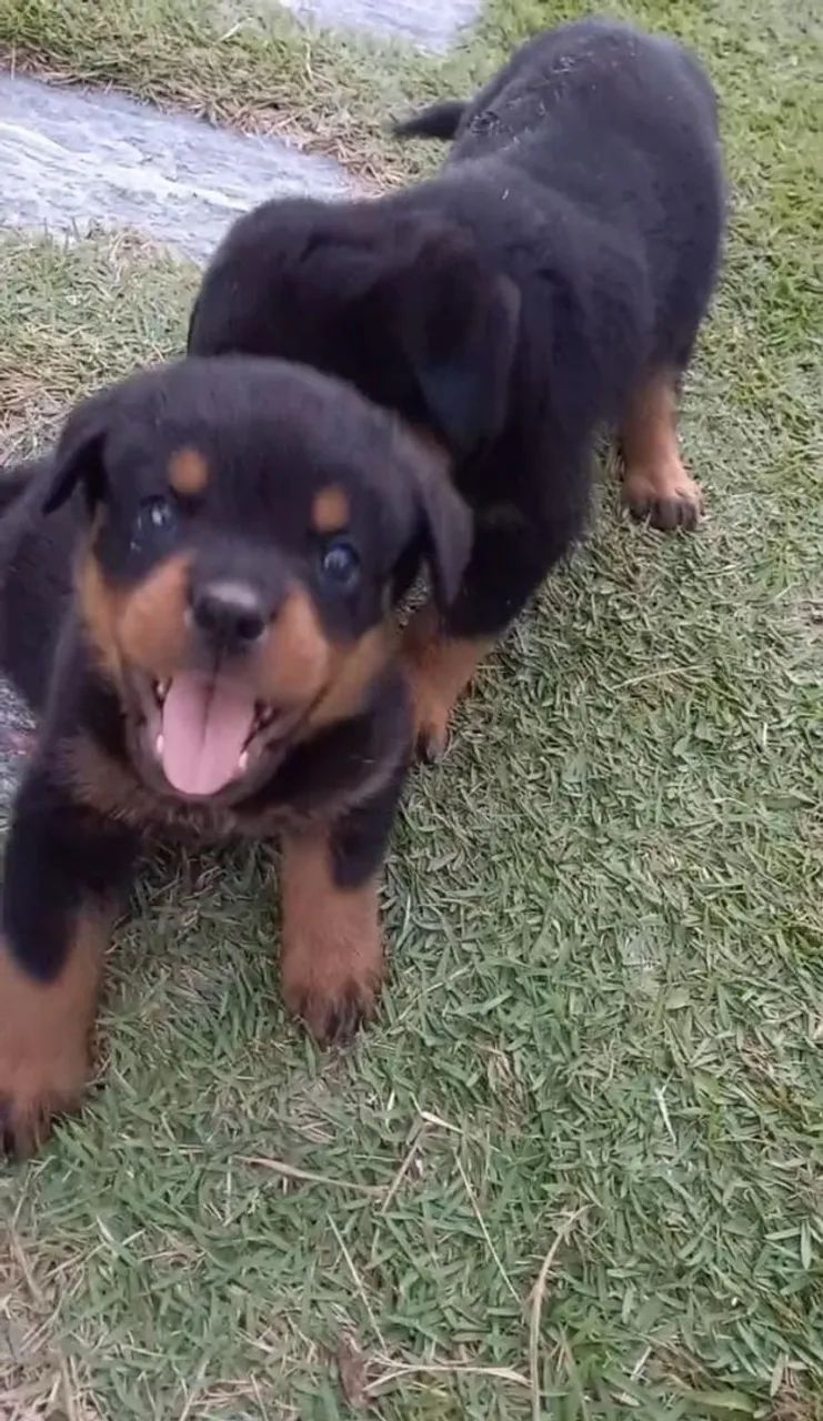 Rottwailler  - Foto 4