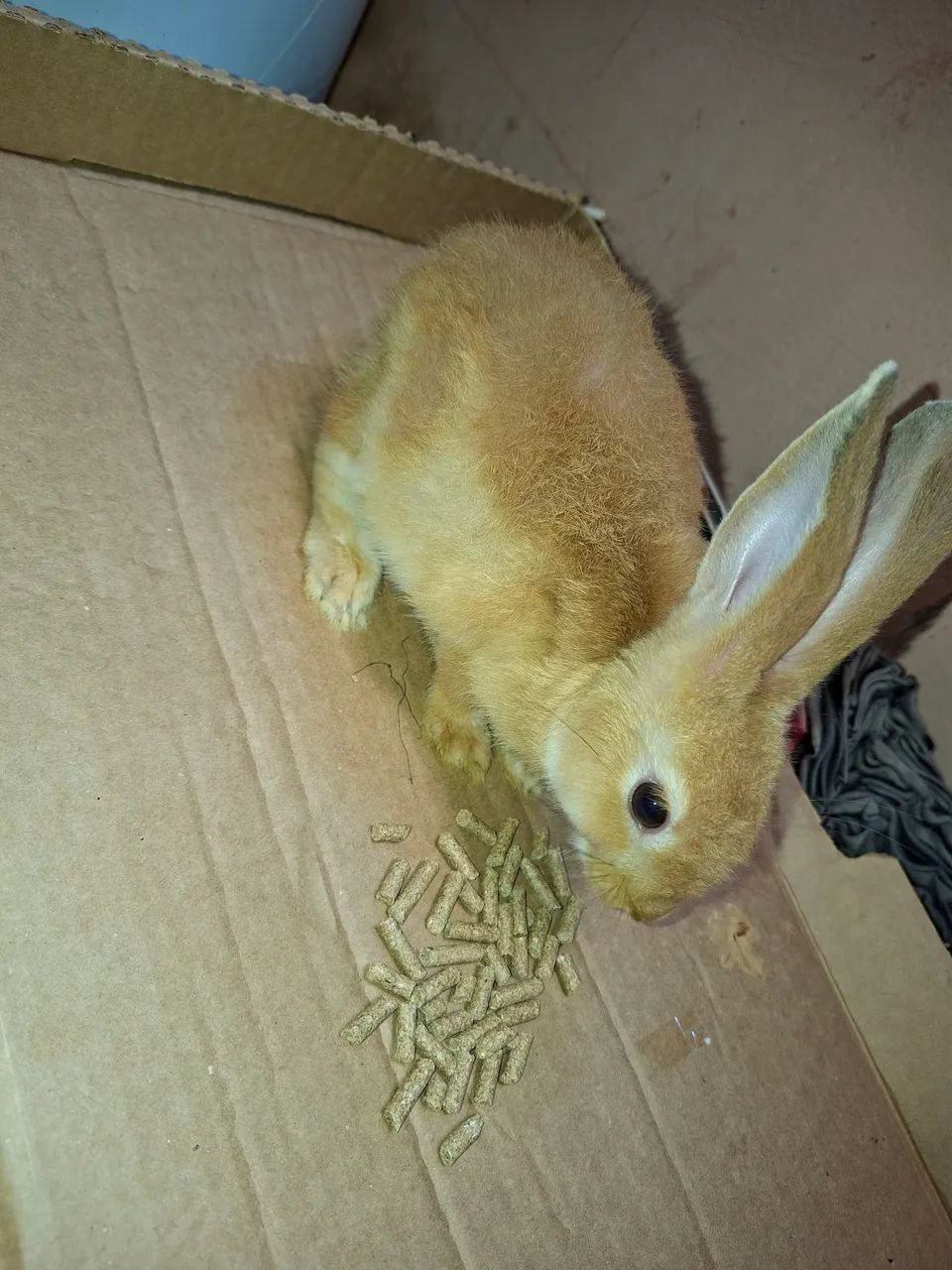 Coelhos  - Foto 2