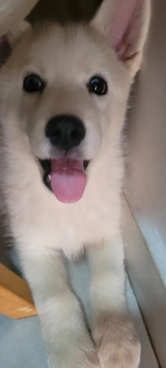 Husky siberiano  - Foto 3