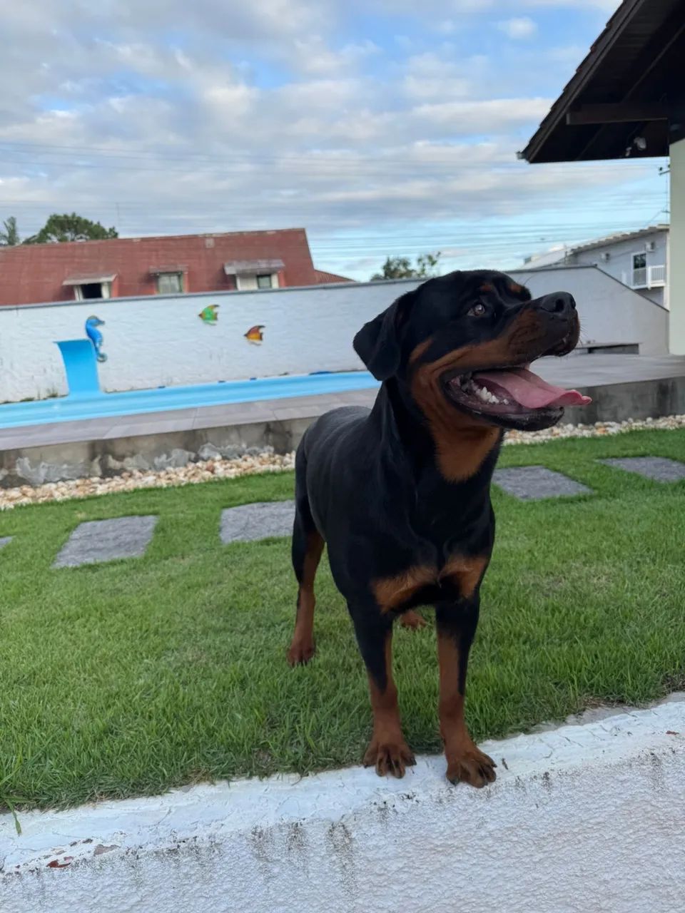 Rotweiller fêmea  - Foto 2