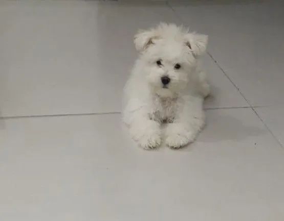 Maltês macho a venda 1.500 - Foto 2