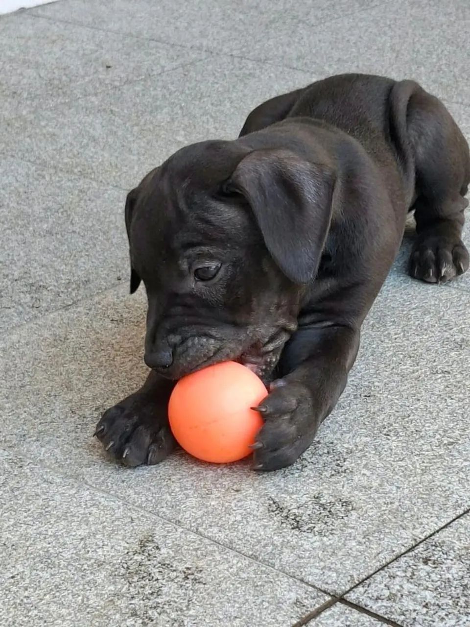 Filhotes Pit Bull  - Foto 4