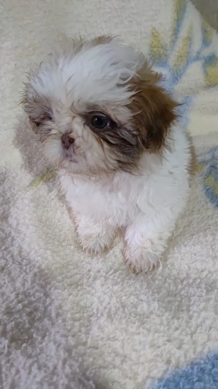 Filhotes de shih tzu - Foto 3