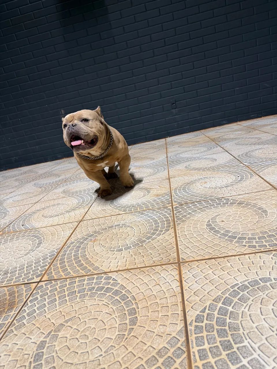 Cão American Bully - Foto 2