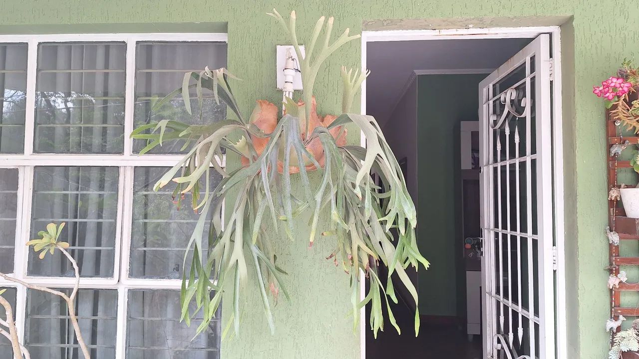  Planta Chifre de veado