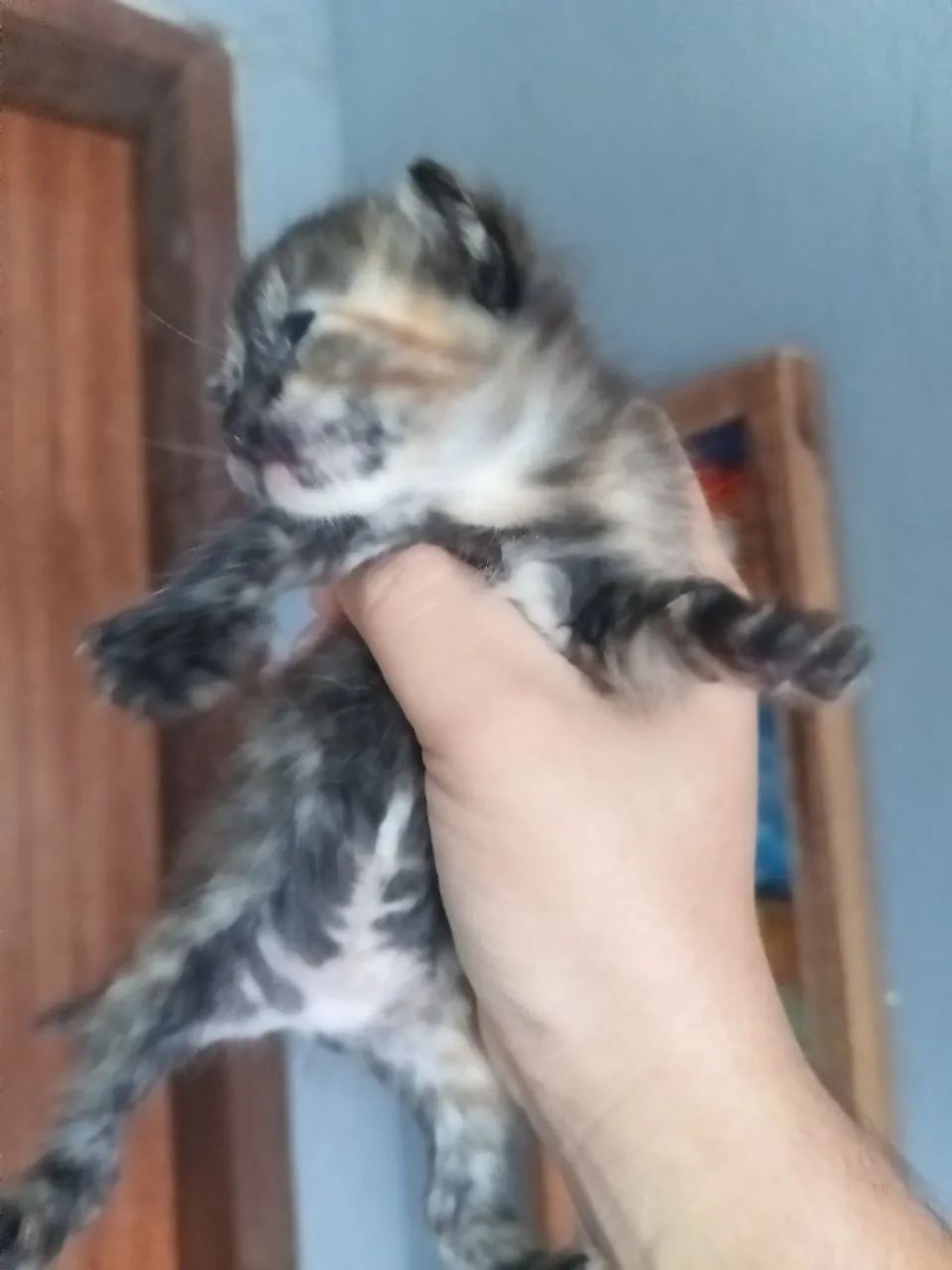 Doação de gatos  - Foto 6