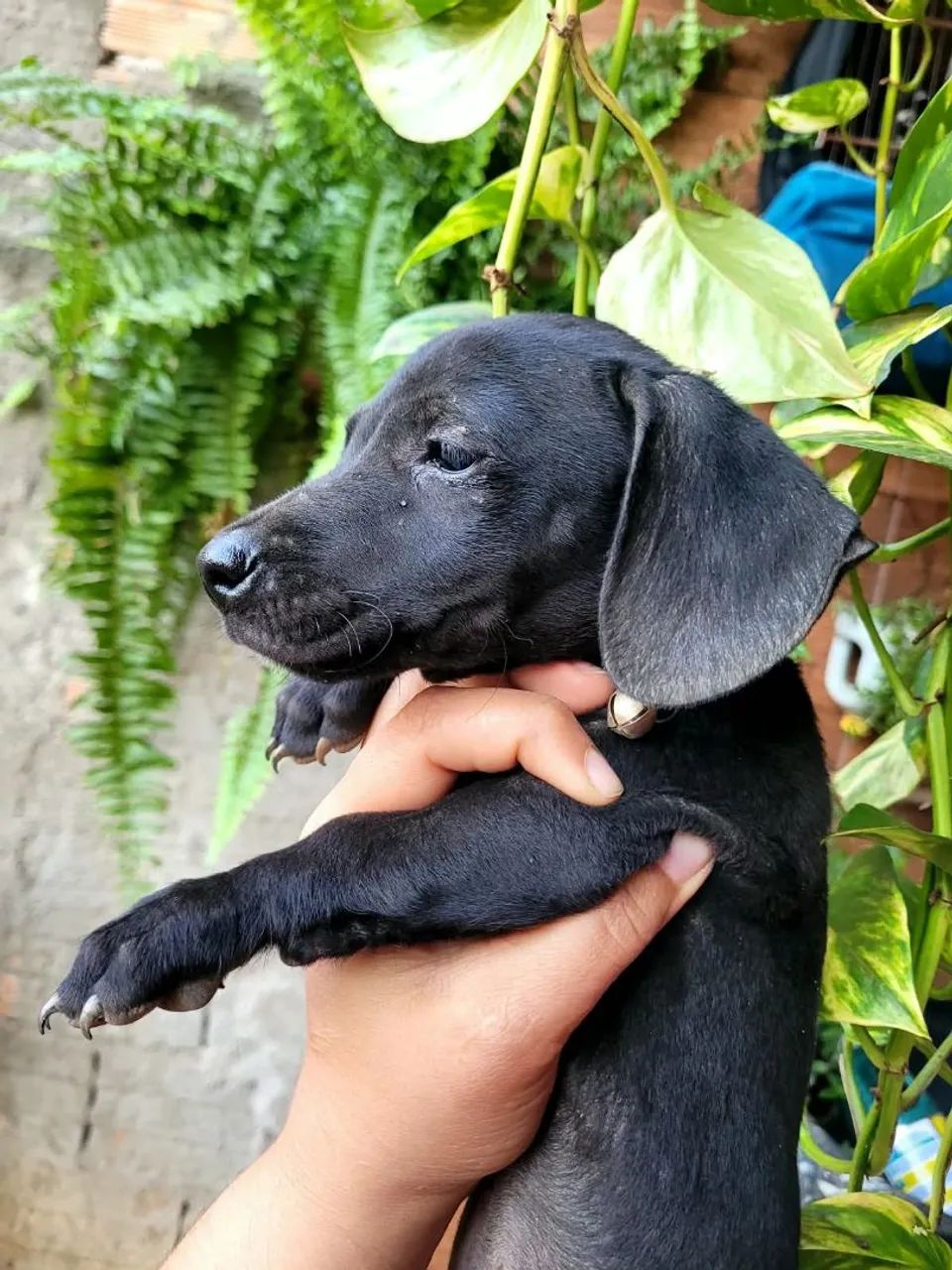 Cachorro salsicha  - Foto 3