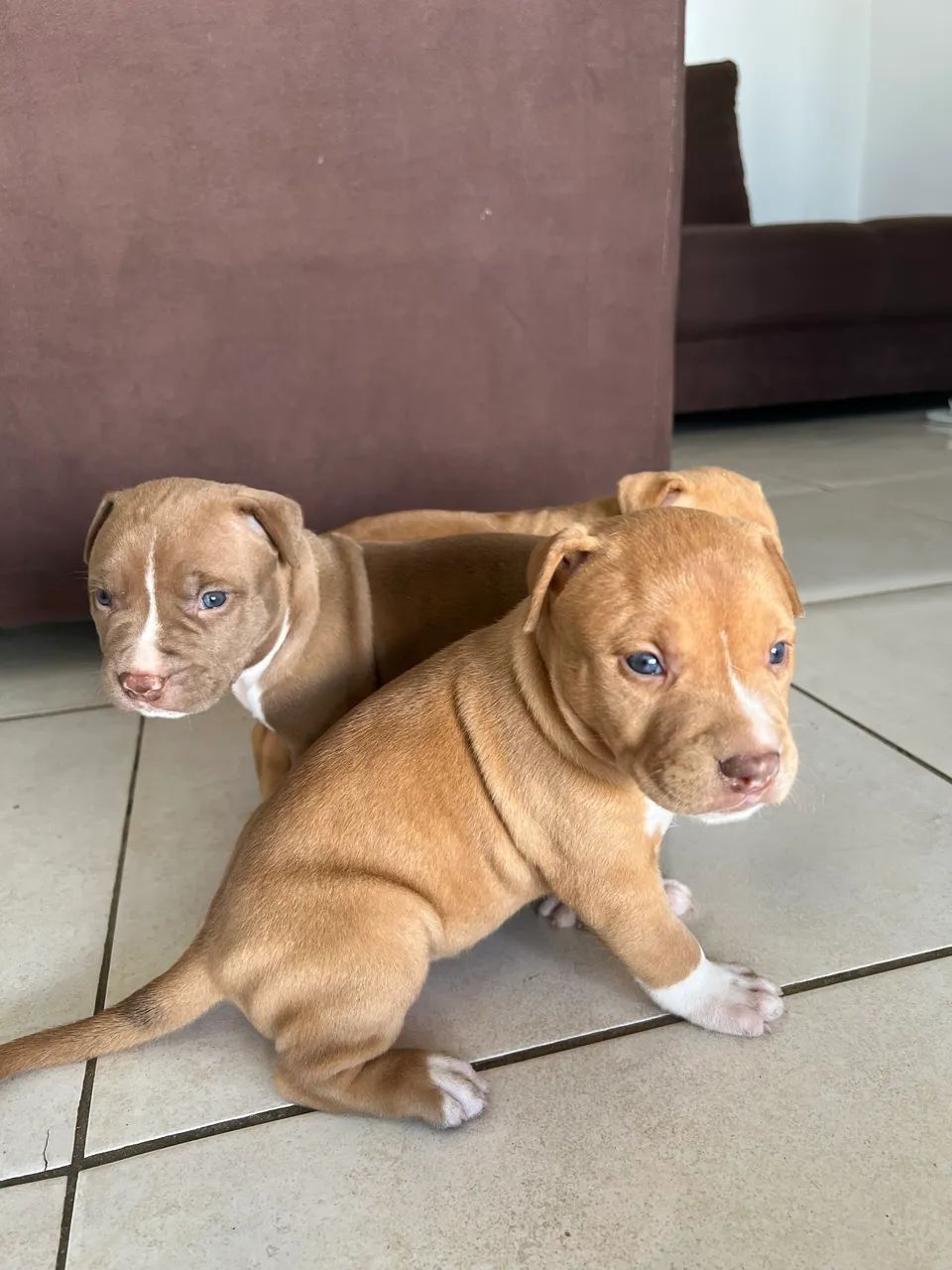cachorro pitbull - Foto 3