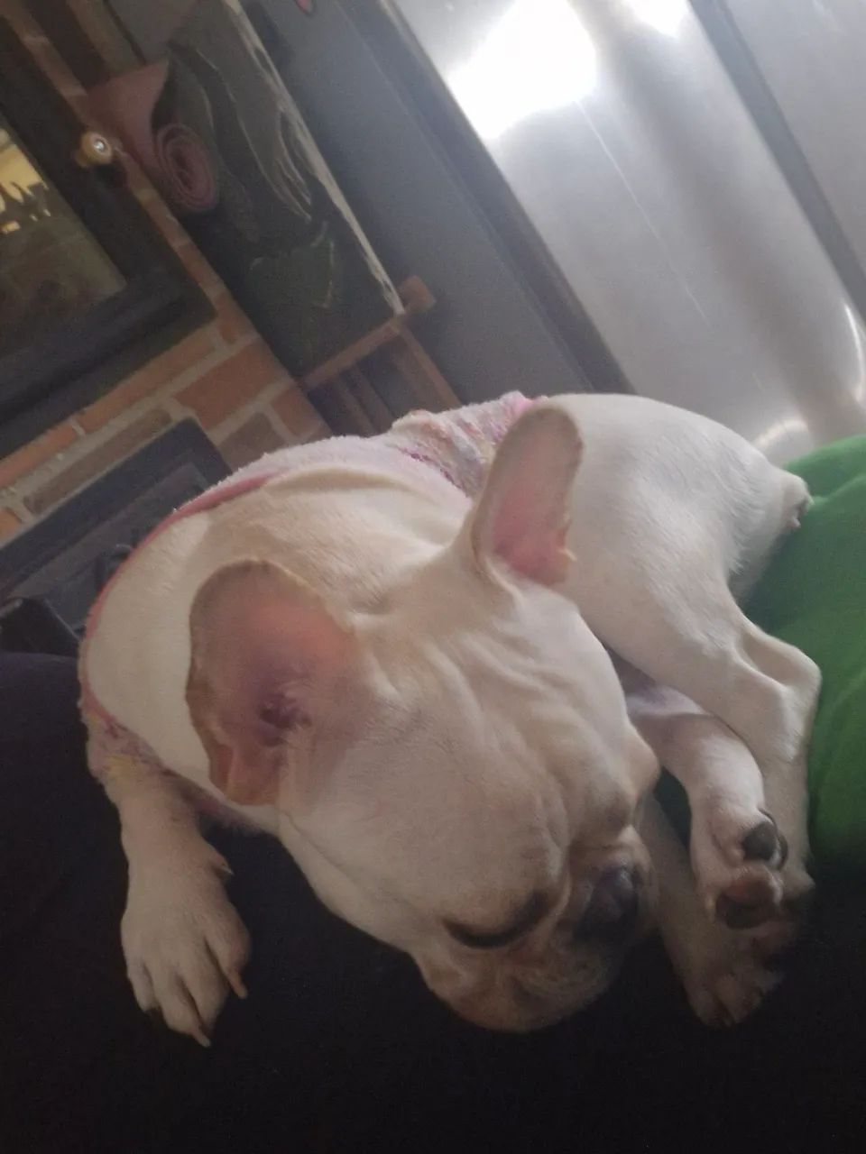 Bulldog francês  - Foto 2