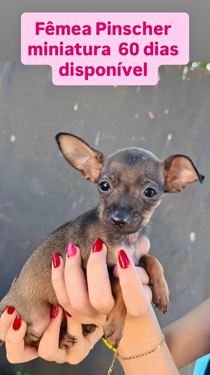 Pinscher miniatura  - Foto 5