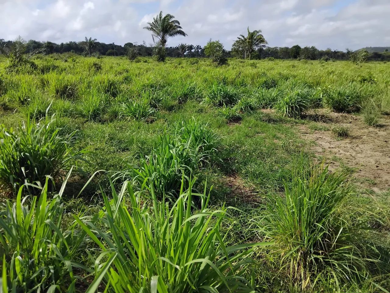Fazenda - Foto 5